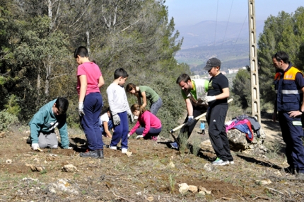 Los escolares en plena faena de reforestación,. 