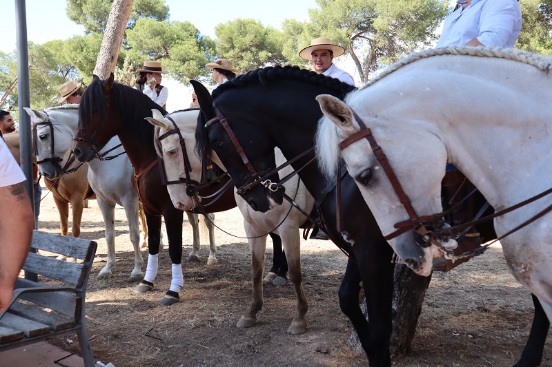 Algunos de los equinos que participaron en el d�a del caballo 