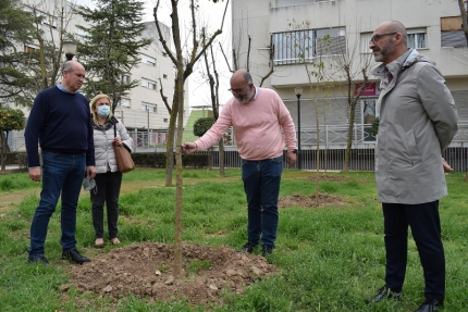 Plantación de nuevos árboles en el parque Reina Sofía 