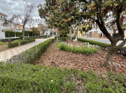 Poda en los setos de los jardines 