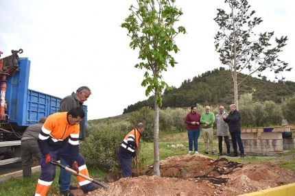 Operarios del Ayuntamiento colocan el nuevo castaño en presencia del alcalde y concejales del equipo de Gobierno.