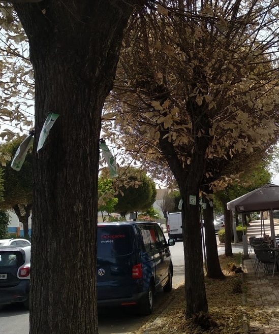 Algunos de los olmos tratados en las calles de Albolote 