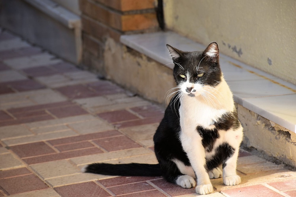Un gato callejero junto a la plaza de España